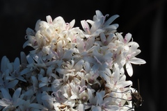 Corymbium villosum