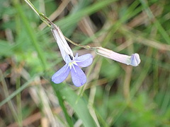 Lobelia neglecta