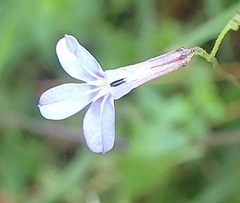 Lobelia neglecta