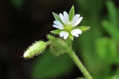 Cerastium glomeratum