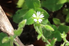 Cerastium glomeratum