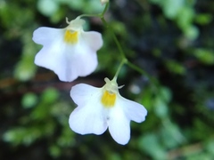 Utricularia striatula