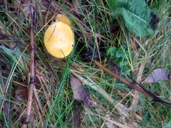 Armillaria luteobubalina