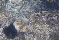 Parupeneus crassilabris