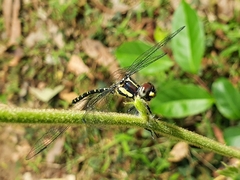 Eusynthemis nigra