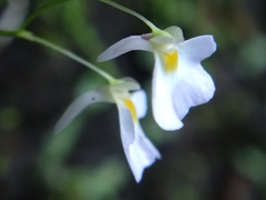 Utricularia striatula