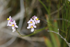 Ixia scillaris