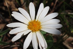 Dimorphotheca cuneata