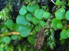 Utricularia striatula