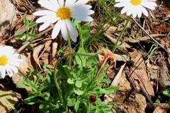 Dimorphotheca cuneata