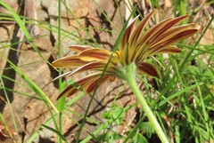 Dimorphotheca cuneata