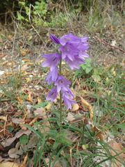 Campanula bononiensis