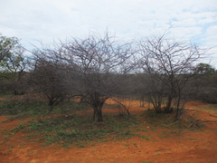 Dichrostachys cinerea