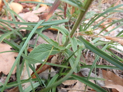 Campanula bononiensis