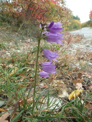 Campanula bononiensis