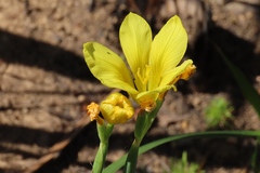 Moraea collina