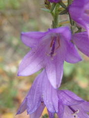 Campanula bononiensis