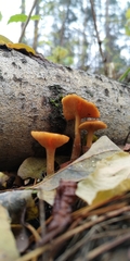 Gymnopilus penetrans