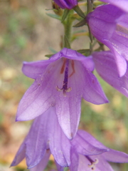 Campanula bononiensis