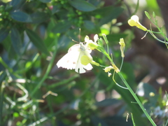 Pieris brassicae