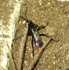 Tachypompilus