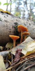 Gymnopilus penetrans