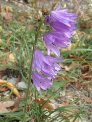 Campanula bononiensis