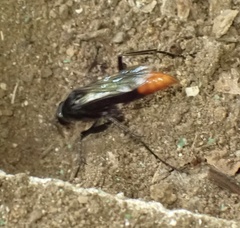 Tachypompilus