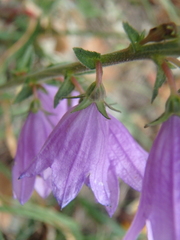 Campanula bononiensis