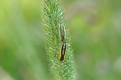 Stenotus binotatus