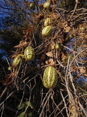 Polyclathra cucumerina