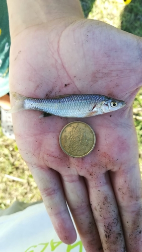Pseudorasbora parva