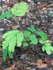 Enterolobium timbouva