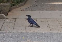 Corvus macrorhynchos japonensis