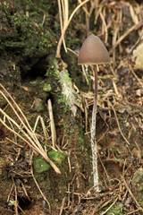 Psilocybe neoxalapensis
