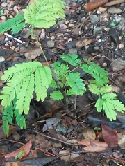 Enterolobium timbouva