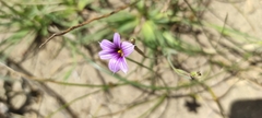 Sisyrinchium chilense