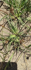 Sisyrinchium chilense