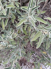Salvia fruticosa