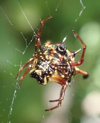 Gasteracantha clavatrix