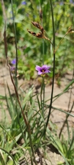 Sisyrinchium chilense