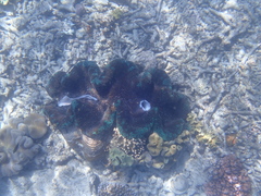 Tridacna
