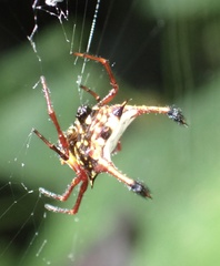Gasteracantha clavatrix