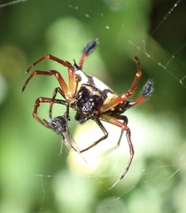 Gasteracantha clavatrix