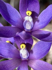Thelymitra macrophylla