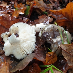 Russula parazurea
