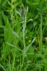 Omalotheca norvegica