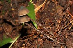 Psilocybe neoxalapensis