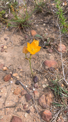 Ornithogalum dubium