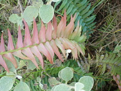 Blechnum punctulatum